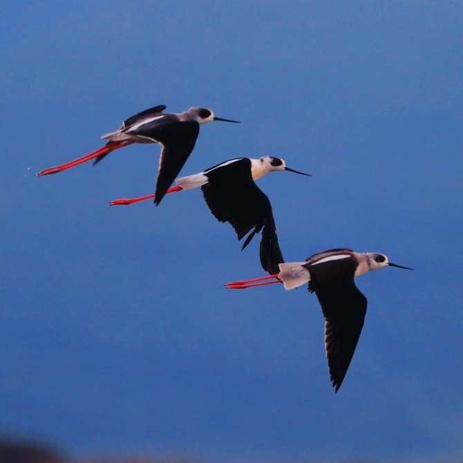 Bafa Gölü’nün Balerinleri, Görsel Şölen Oluşturdu