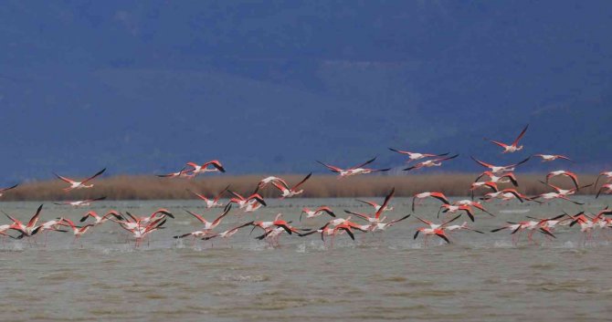 Bafa Gölü’nün Balerinleri, Görsel Şölen Oluşturdu