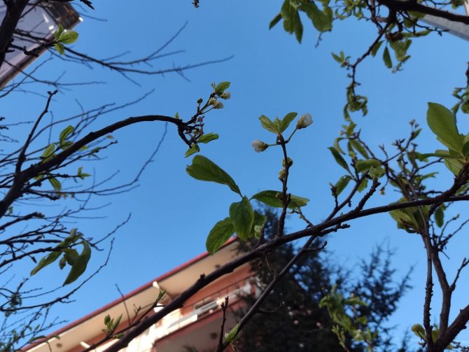 Ankara’da Ocak Ayında Erik Ağacı Çiçek Açtı