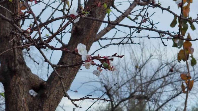 Kayısı Ağacı Kış Ortasında Çiçek Açıp Meyve Verdi