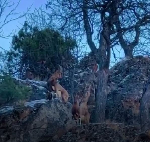 Yanlarına Kadar Gidip Yaban Keçilerini İzleyip Görüntülüyor, Hayvanlar Ondan Kaçmıyor