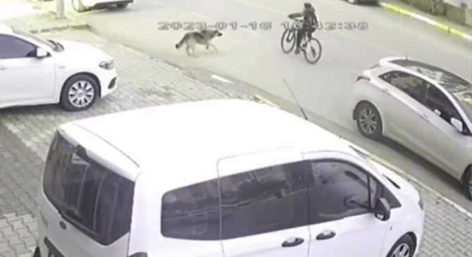 11 Yaşındaki Çocuk Sokak Köpeği Yüzünden Canından Oluyordu