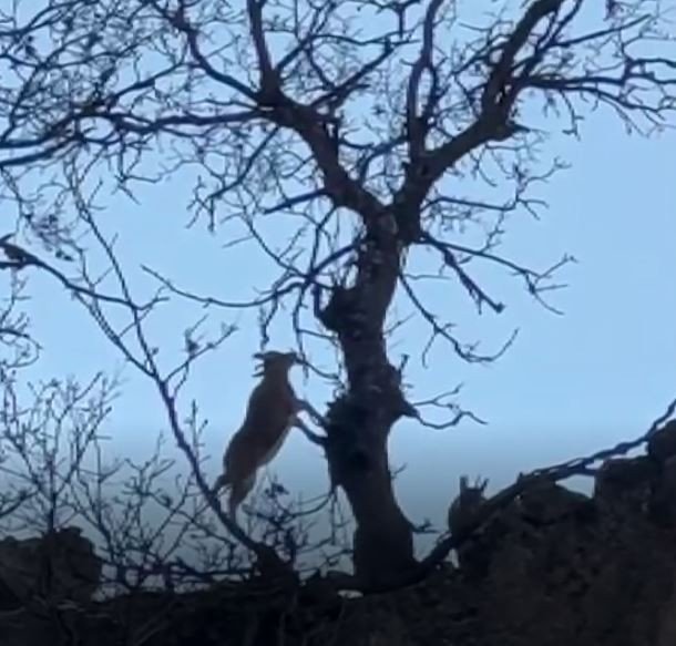 Yanlarına Kadar Gidip Yaban Keçilerini İzleyip Görüntülüyor, Hayvanlar Ondan Kaçmıyor