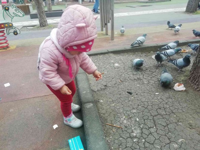 Elindeki Krakeri Güvercinlerle Paylaştı