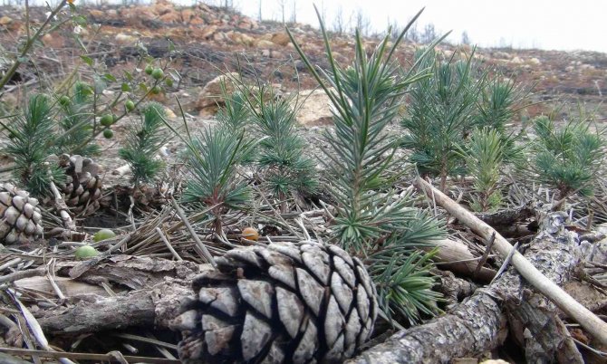 Doğal Sürüm Fidanlara Gözleri Gibi Bakıyorlar