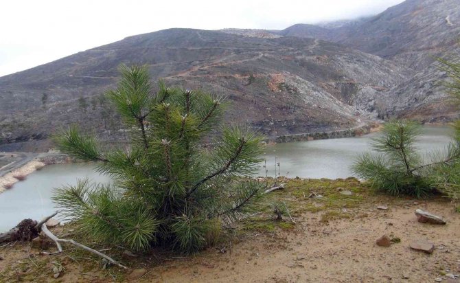 Doğal Sürüm Fidanlara Gözleri Gibi Bakıyorlar