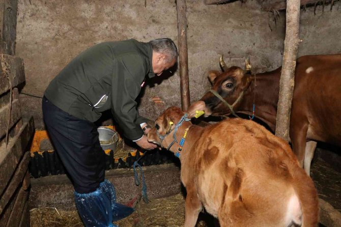 Jersey Irkında Suni Tohumlama Meyvelerini Vermeye Başladı