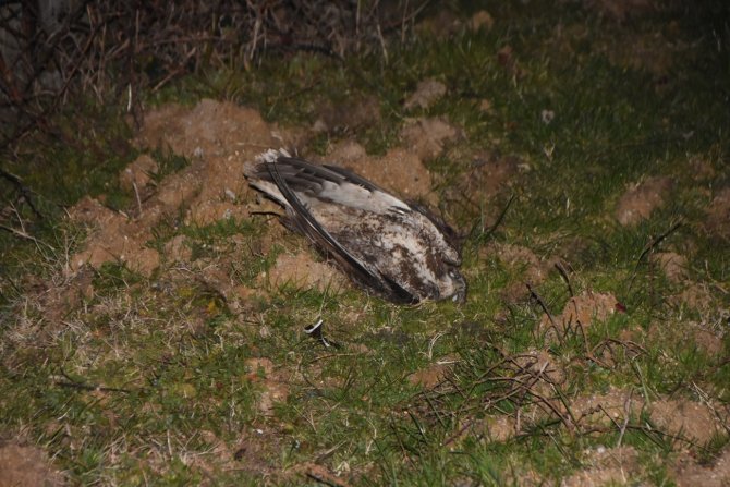 Yüksek Gerilim Hattına Kapılan Şahin 9 Köyün Elektriğini Kesti