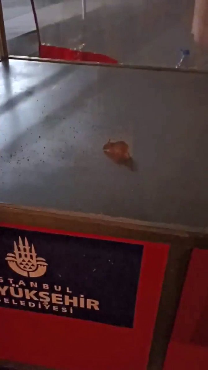 Günlük Simit Ve Poğaça Satışı Yapılan Arabada Mide Bulandıran Görüntü