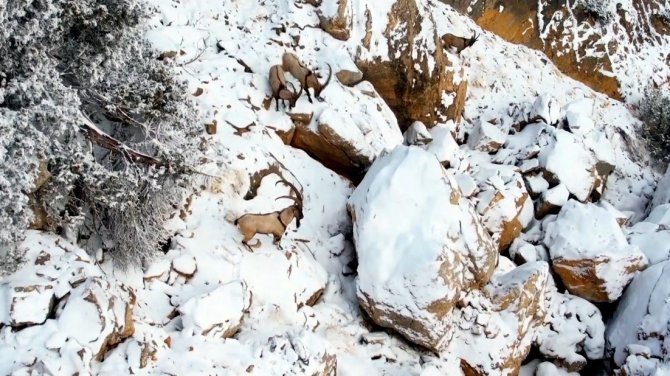 Zirvesi Karla Kaplanan Dağda Gezinen Dağ Keçileri Havadan Görüntülendi