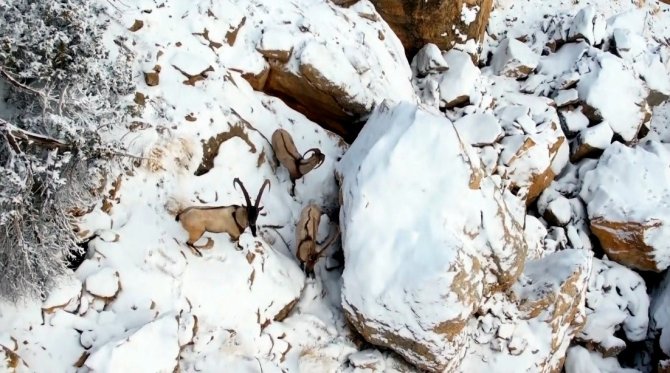 Zirvesi Karla Kaplanan Dağda Gezinen Dağ Keçileri Havadan Görüntülendi