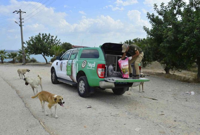 Adana’da 132 Yasaklı Irk Köpeğe El Konuldu