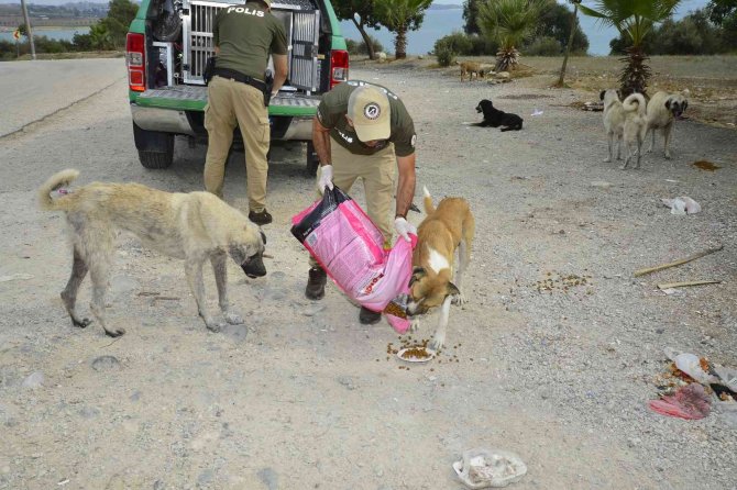 Adana’da 132 Yasaklı Irk Köpeğe El Konuldu