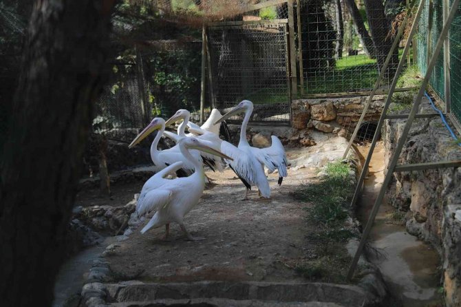 Doğal Yaşam Parkı Öğrenci Ve Öğretmenlere Yarıyıl Tatilinde Ücretsiz
