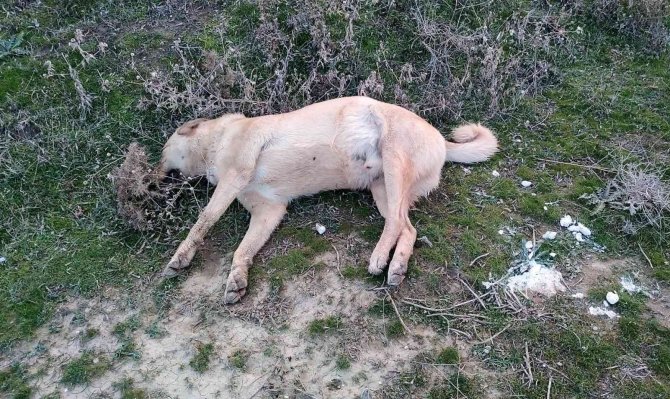 Denizli’de Ölü Bulunan Hayvanlar Ekipleri Harekete Geçirdi