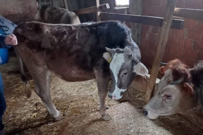 Süt Üreticiliği İçin 12 Aileye 650 Bin Tl Destek