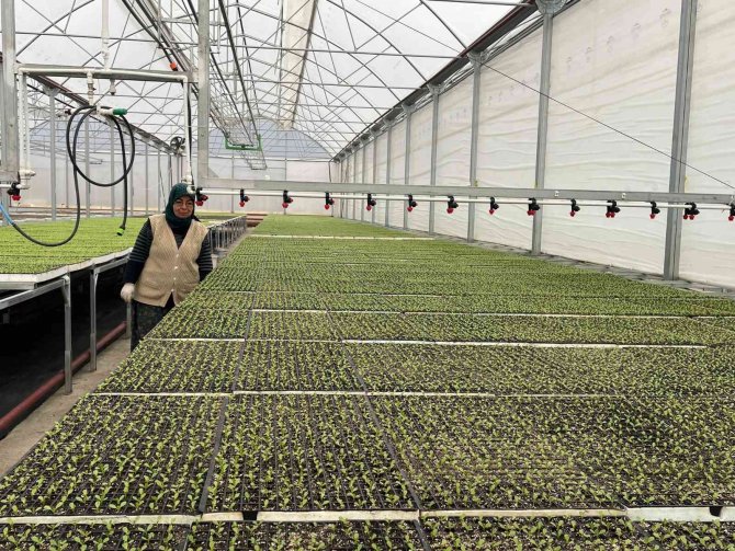 Eskişehir’in Akdeniz’inde Üretilen 20 Milyon Fide Ülke Geneline Satılıyor