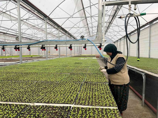 Eskişehir’in Akdeniz’inde Üretilen 20 Milyon Fide Ülke Geneline Satılıyor