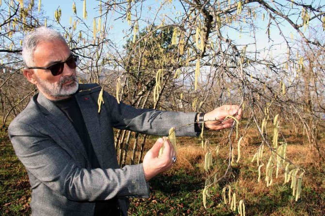 Yalancı Bahara Aldanan Fındık İçin Üreticilere Sigorta Uyarısı