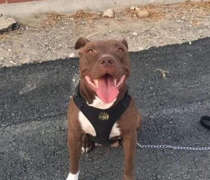 Köpeği Kulübesiyle Birlikte Yakan Sanığa ‘İyi Hal’ İndirimi