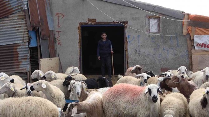 Meb Projesi İle 17 Yaşındaki Çoban Yeniden Okullu Oldu