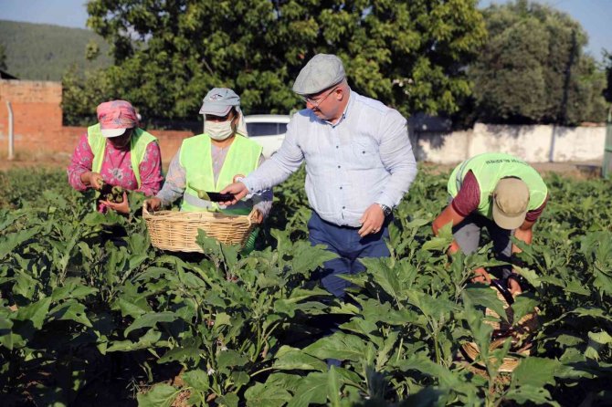 Menteşe Belediyesi ‘Tohum Bankası’ Kuruyor