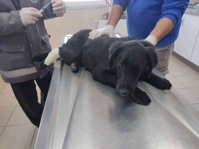 Bir Köpeği Daha Vurmuş