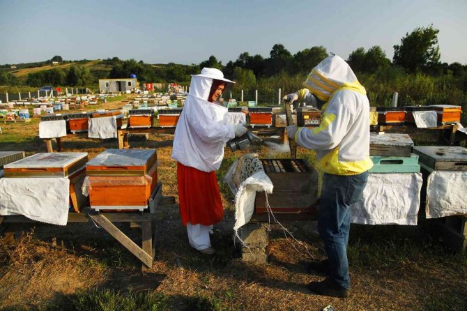 Sakarya Büyükşehir Bu Proje İle Bir Yılda 29 Ton Bal Üretti
