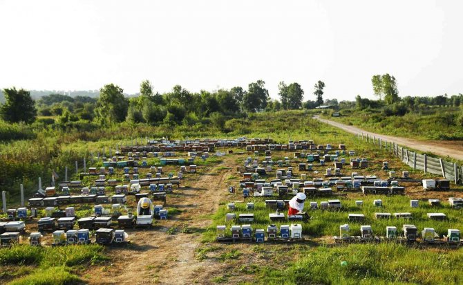 Sakarya Büyükşehir Bu Proje İle Bir Yılda 29 Ton Bal Üretti