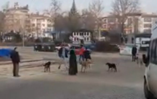 Sinop’ta Başıboş Köpekler Yoldan Geçen Genç Kıza Saldırdı