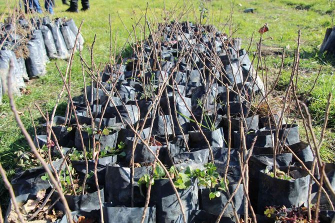 Şırnaklılar Huzura Kavuştu, Atıl Durumdaki Arazileri Değerlendiriyor