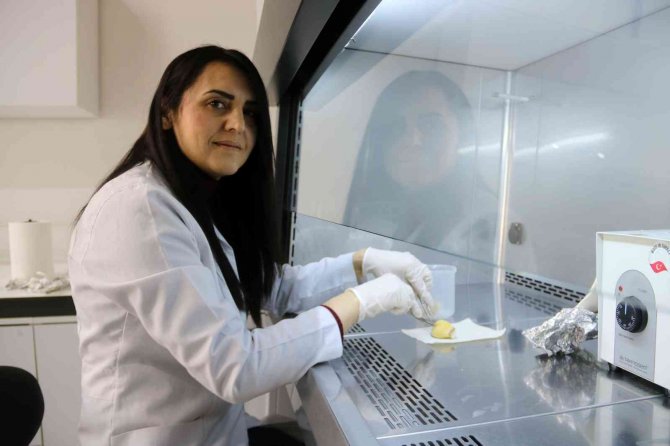 Sbtü Avuç Büyüklüğündeki Dev Sarımsağı Çoğaltılmayı Başardı