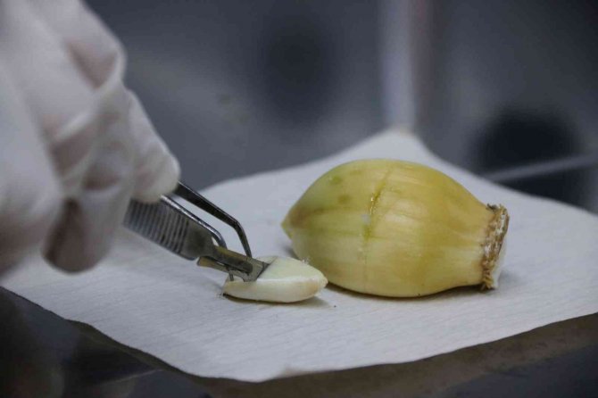 Sbtü Avuç Büyüklüğündeki Dev Sarımsağı Çoğaltılmayı Başardı