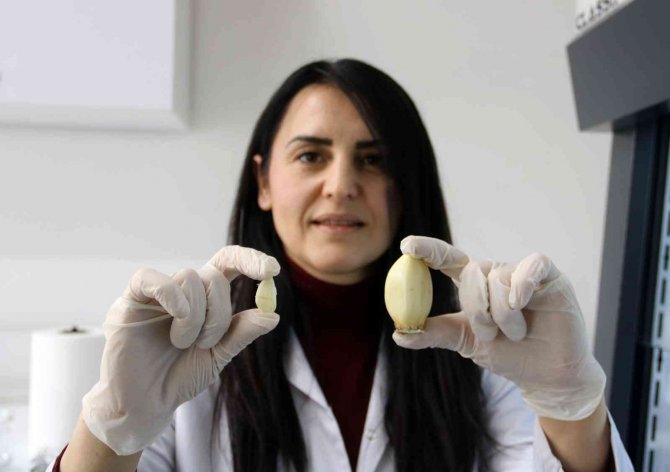 Sbtü Avuç Büyüklüğündeki Dev Sarımsağı Çoğaltılmayı Başardı