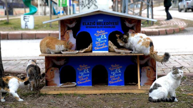 Elazığ Belediyesi, Sokak Hayvanlarını Yalnız Bırakmıyor
