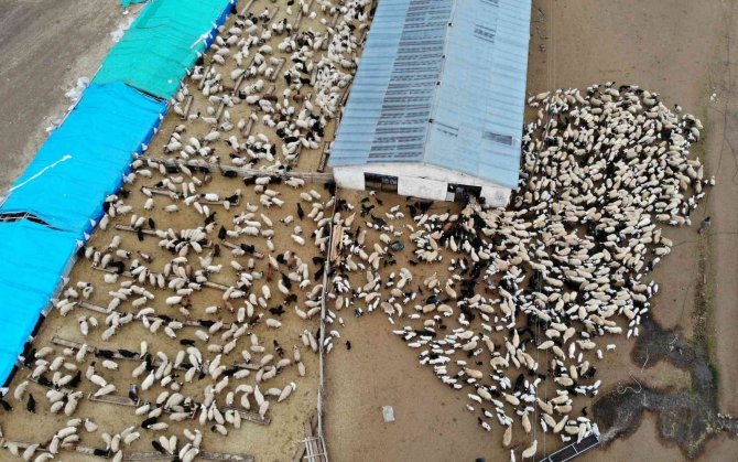 Süt Kuzuları Günde 2 Defa Anneleriyle Buluşturuluyor