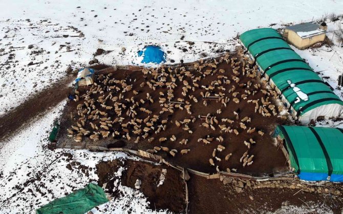 Süt Kuzuları Günde 2 Defa Anneleriyle Buluşturuluyor