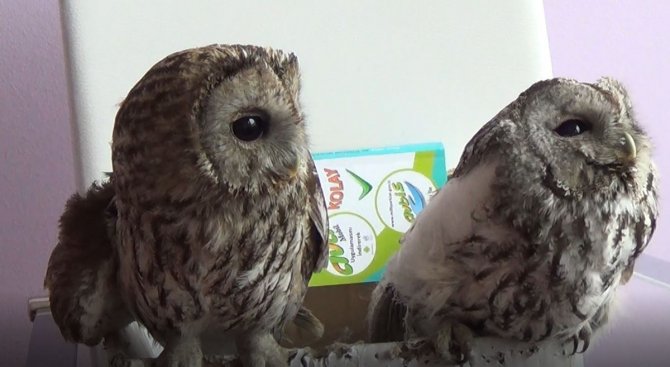 Tunceli’de Yaralı Alaca Baykuşlar Doğa Korumaya Emanet