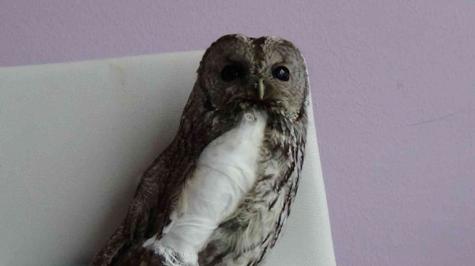 Tunceli’de Yaralı Alaca Baykuşlar Doğa Korumaya Emanet