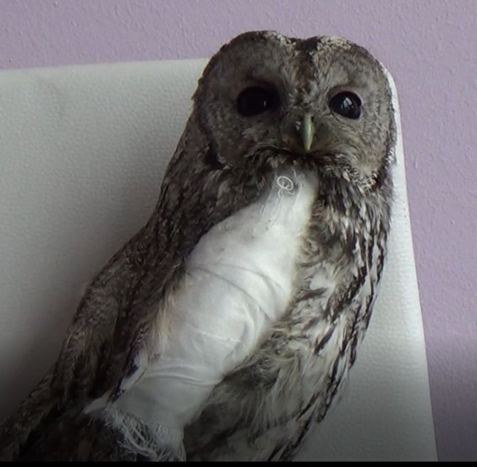 Tunceli’de Yaralı Alaca Baykuşlar Doğa Korumaya Emanet