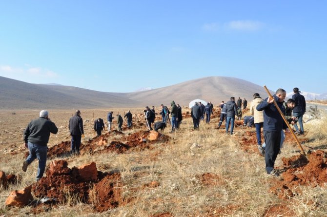 Hedef Arıcılıkta Verimi Artırmak: Lavanta Tarlasına Bin Adet Alıç Fidanı Dikildi