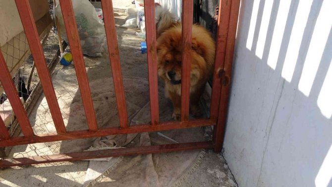 Şüpheli Ölüme Giden Jandarma, Evde Skunk Serasıyla Karşılaştı