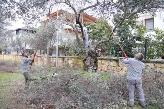 Edremit’te Hasat Sonrası Zeytinler Budanıyor