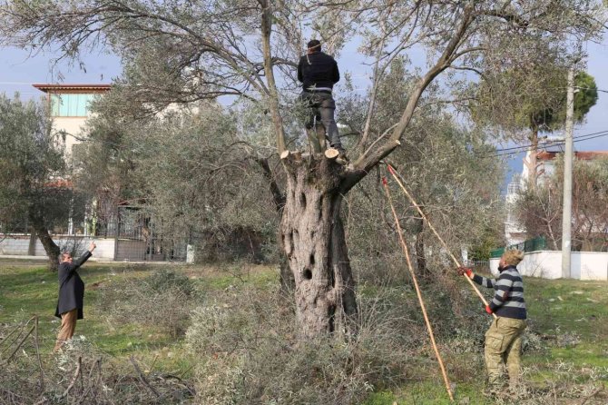 Edremit’te Hasat Sonrası Zeytinler Budanıyor