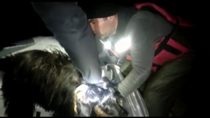 Batman’da Nehre Düşen Keçilerin İmdadına Dalgıç Ekipleri Yetişti