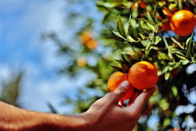 Belediye, Elde Kalan Mandalinaları Satın Alacak