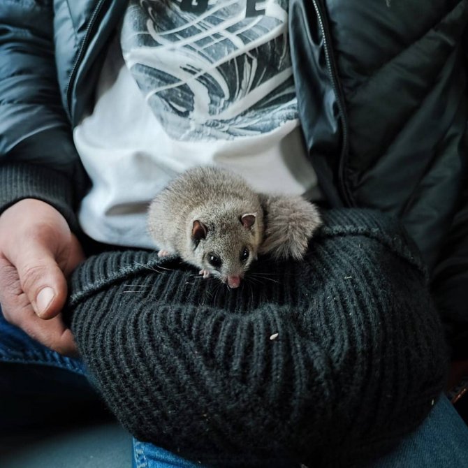 Kastamonu’da Nesli Tehlike Altında Olan ’Yediuyur’ Görüldü