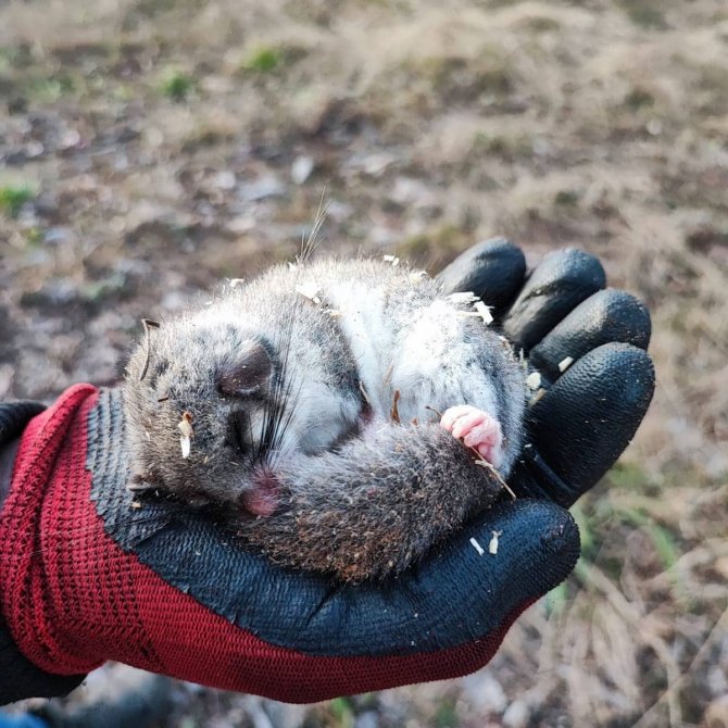 Kastamonu’da Nesli Tehlike Altında Olan ’Yediuyur’ Görüldü