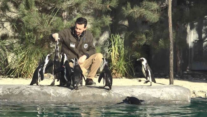 Dünya Penguen Günü’nde Sardalya Sürprizi