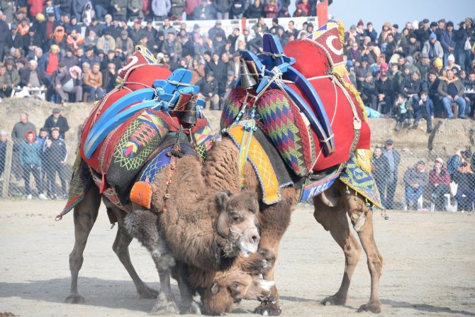 Bergama Deve Güreşleri İçin Geri Sayım Başladı